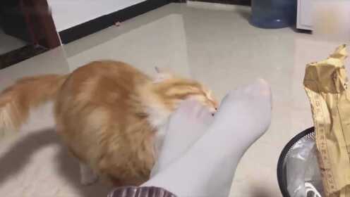 喂!橘猫不准蹭我的脚,去舔自己的脚脚去 - 腾讯视频