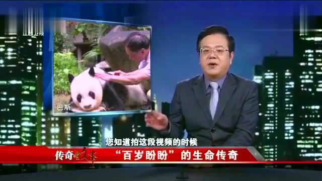 百岁高龄的国宝熊猫“盼盼”的真实原型巴斯!