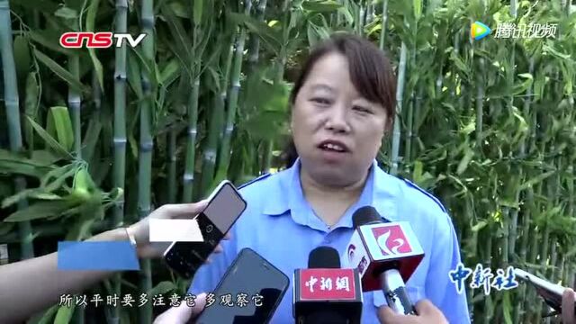 中国首对高纬度地区长期饲养亚成体大熊猫落户长春