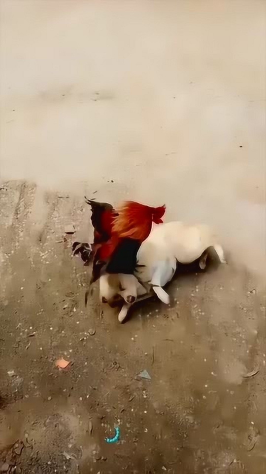 把鸡飞狗跳这个词语诠释得淋漓尽致