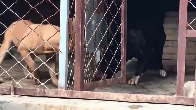 西班牙普雷萨加纳利猛犬,性格如此狂暴,曾被许多国家禁养!