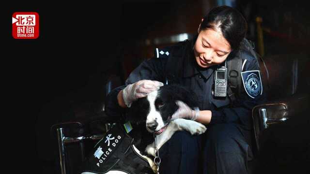 全国警犬决赛唯一女训导员:犬和我也需要对上眼神