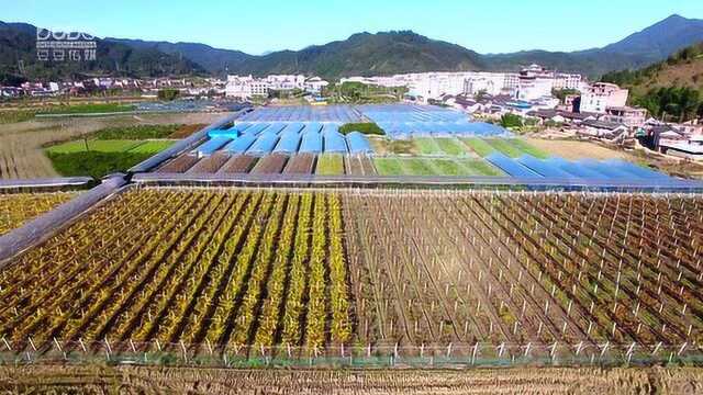 福泉生态采摘园