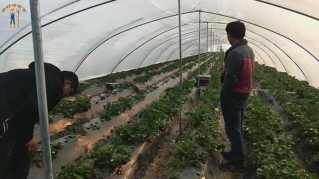 种植草莓赚钱吗?农村小哥自主创业办草莓基地,说出利润不敢相信