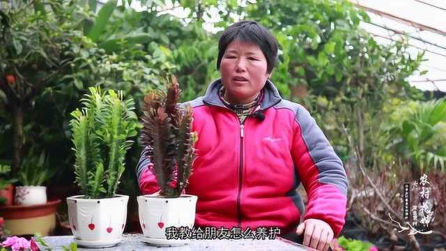 龙骨花的正确养殖方法你知道吗?了解这些后,轻松达到枝繁叶茂!