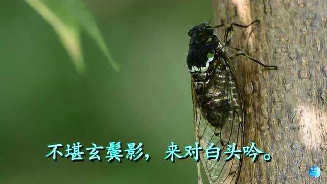 《在狱咏蝉》骆宾王 视频朗诵“无人信高洁 谁为表予心”