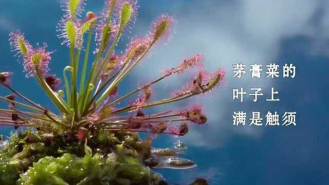 《生命》茅膏菜,你不熟悉的生物