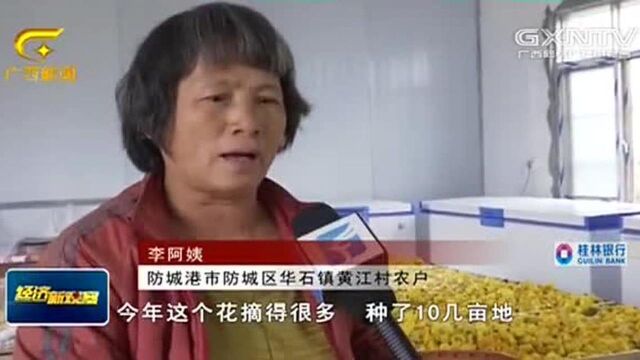 防城港:金花茶丰收 企业忙加工