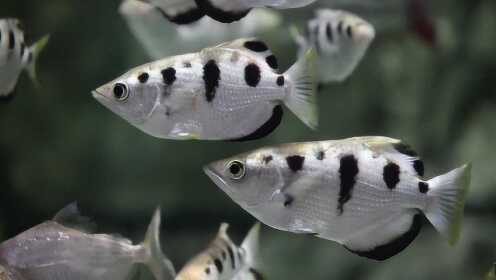 Thumbplayer Poster Plugin Image