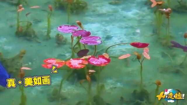 令人窒息的池塘仙境!日本莫奈池塘美如画,不输中国苏州园林