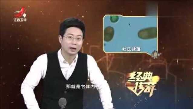 湖水呈现血红色,跟湖里的微型藻类盐藻密切相关?