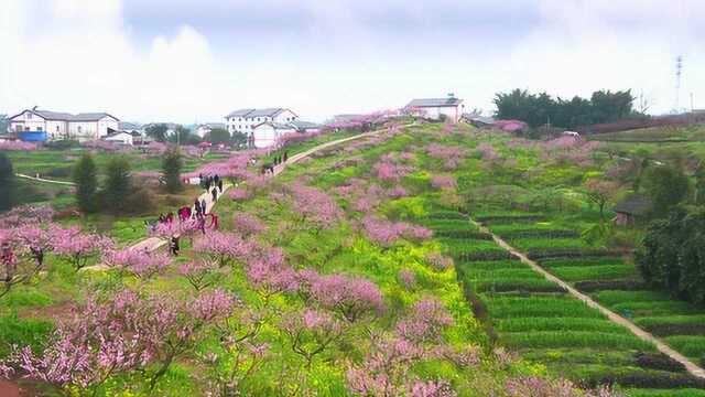 永川桃花岛航拍