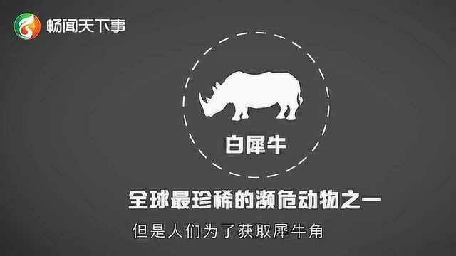 世上最后一头雄性白犀牛,为能顺利繁衍后,40名保镖曾日夜保护