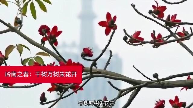 岭南之春:千树万树朱花开