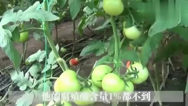 腐殖酸肥料增产神奇,为什么农民使用后没有效果?