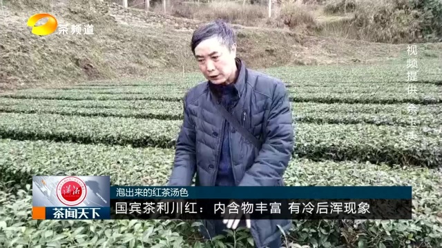 东湖茶叙上的利川红发芽了吗?揭秘国宾茶冷后浑的秘密