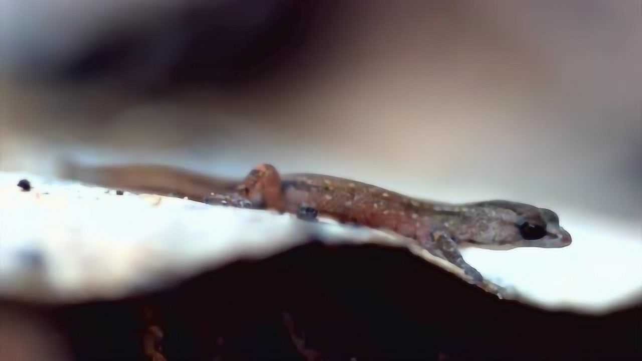 生命壁虎的皮肤非常光滑它的皮肤滴水不沾