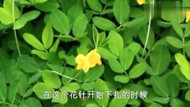 花生下针很重要,造成花生下针不利的原因你知道吗?