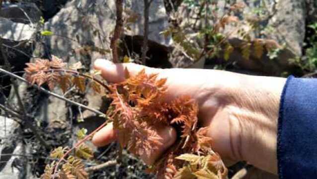 农村野菜木兰芽,有人认识吗?段姐爬山顶上摘一篮,看着馋人