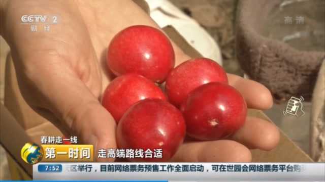 山东青岛:温室大樱桃抢鲜上市远销全国各地