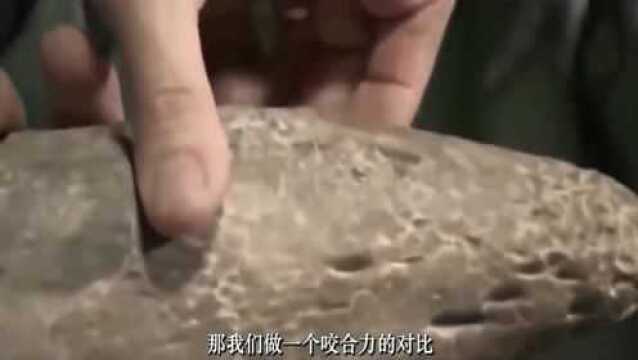 曾称霸泥盆纪的史前生物,咬合力达50000N,可惜也不能逃脱命运安排