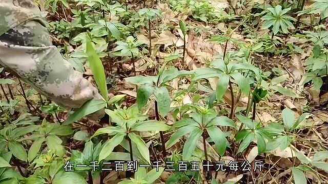 重楼种苗的价格你知道是多少吗?很多地方都有不同