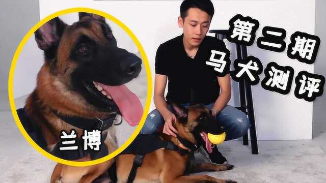 本期介绍我家的lambor马犬,想养马犬的小伙伴们要注意了