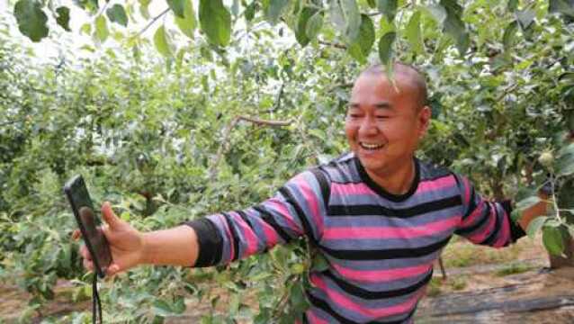 洛川苹果大叔网上年销几十万斤苹果,说自己是占了网络的便宜