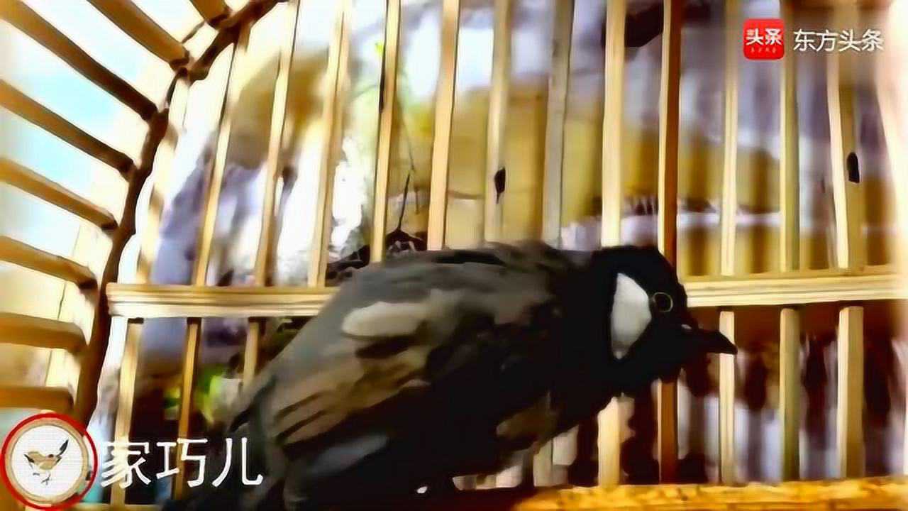 黑头翁的鸟叫声还忘情的跳舞主人怎么养的这么好