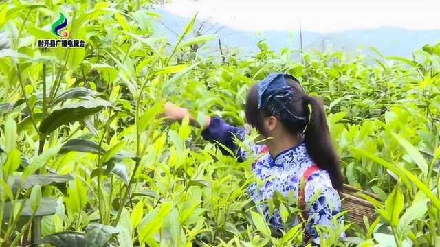 封开杏花4100亩茶叶示范基地 为农民增收开辟新路