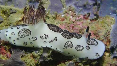 漂亮的软体动物，海兔子 - 腾讯视频