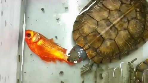 乌龟都是这样吃鱼的，今天看到这个画面，终于知道为什么总是少鱼