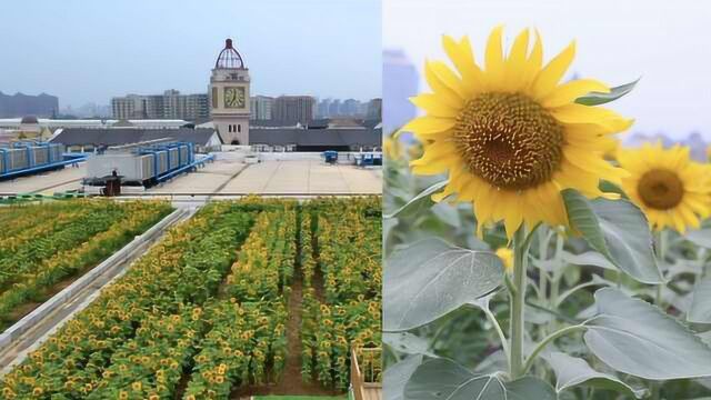 中国最美屋顶!商场楼顶3千平向日葵花海怒放,市民怒赞