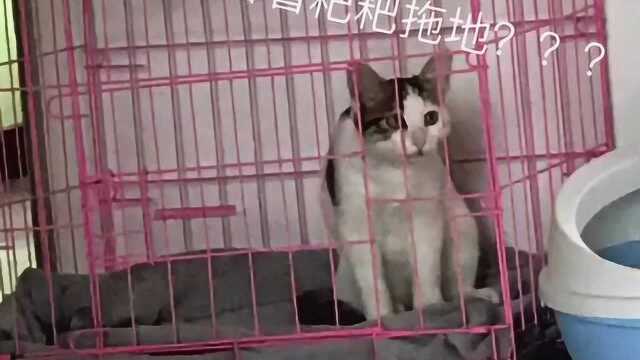 猫刘黏黏沙雕日常