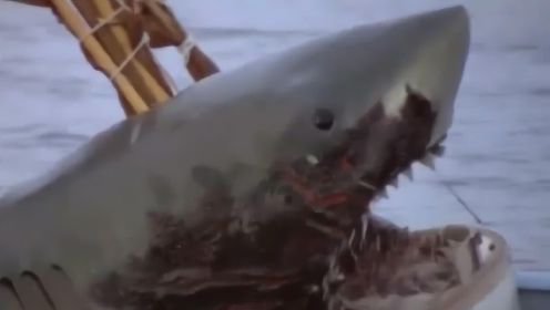 大白鲨称霸海岸线，大叔利用高压电缆，将鲨鱼电死！