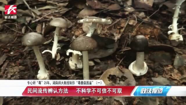 半年40起毒蘑菇中毒,研“毒”25年教授制作“毒蘑菇图鉴”