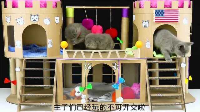 幼猫别买猫窝, 自己就能轻松做一个