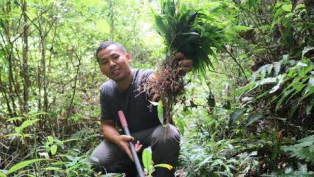 大深山路边常见的淡竹叶,它的根长得像“人参”,黑哥挖到好几棵