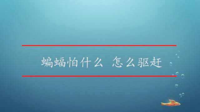 蝙蝠怕什么 怎么驱赶