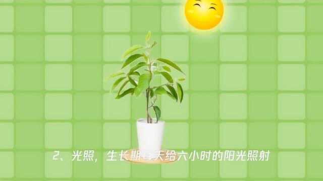 怎样养好白兰花