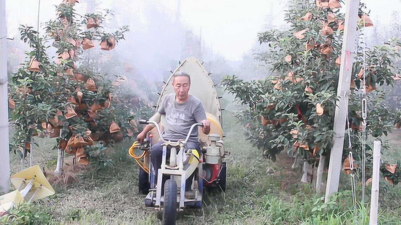 农民老王种苹果有方法用打药机给果树打农药看完感叹真方便