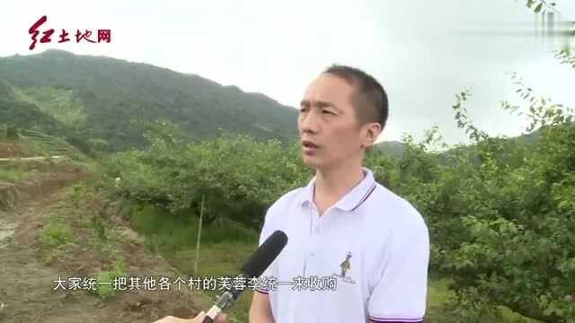 新罗岩山:休闲“小水果”撬动富民“大产业”