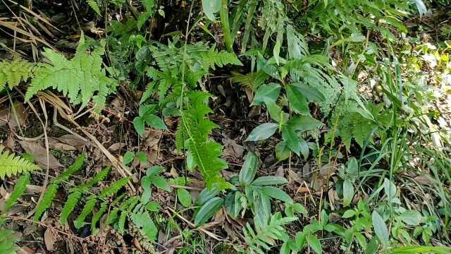 用途甚广的见血清草药