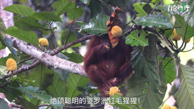 绝顶聪明的婆罗洲红毛猩猩,知道在下雨的时候,用树叶挡雨.