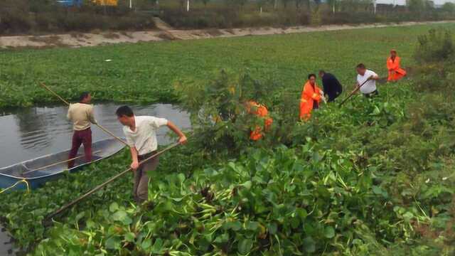 当年入侵中国的“水葫芦”,为何现在很少见了?佩服国人的智慧