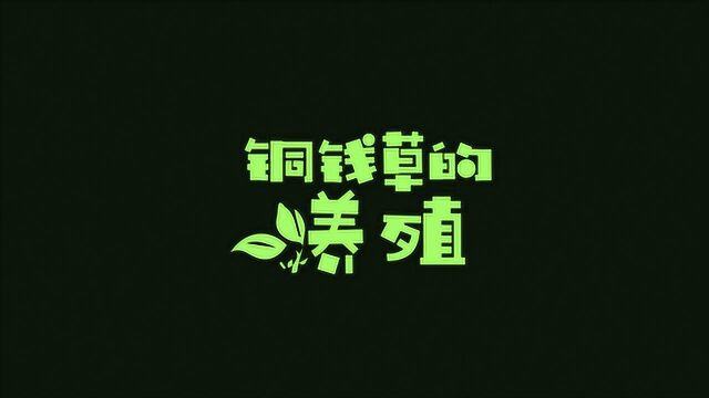 植物那些事儿—铜钱草