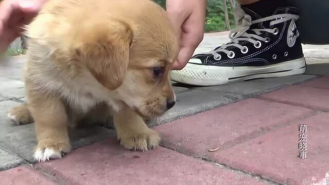 公司附近流浪小奶狗无人问津,小家伙一脸萌样,像极了柴犬!