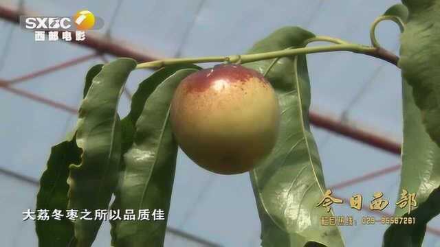 合作社电商齐发力 陕西大荔冬枣产业实现稳步发展