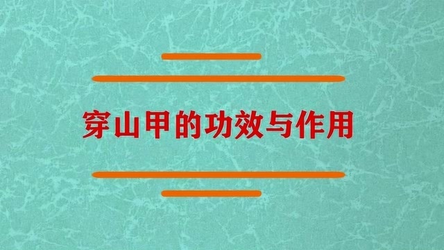 穿山甲的功效与作用有哪些?