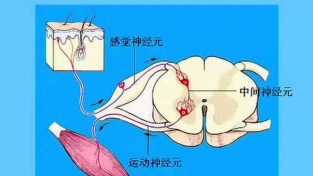 中山大学人体解剖学36课11